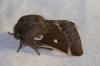 Eriogaster lanestris